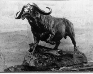African Cape Buffalo image