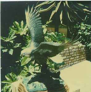 American Bald Eagle image