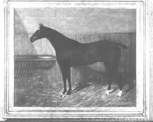 Bay Hunter in Stable image