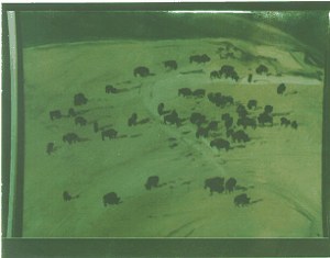 Bison Herd #3 image