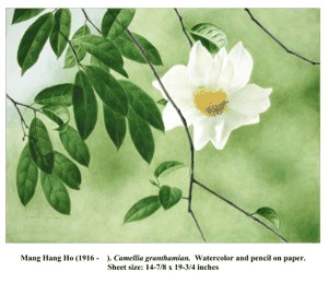 Camellia granthamian image