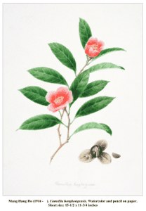 Camellia Honkongensis image