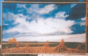 Corn Stalks and Clouds image