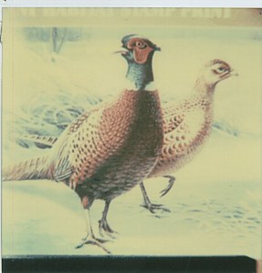 First of State 1983 Minnesota Pheasant Habitat Stamp Print image