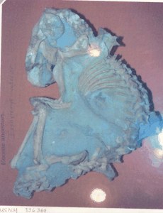 Fossil Rodent in Matrix image