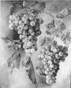 Grapes, Green Clusters image