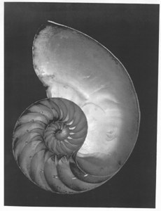 Half Shell Nautalis image