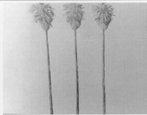 Laurence Dreiband Untitled Painting of Three Palm Trees image