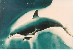 Newborn Dolphin image