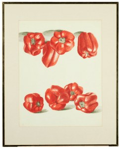 Red Peppers image