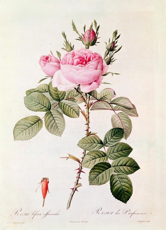 Rosa bifera officinalis image