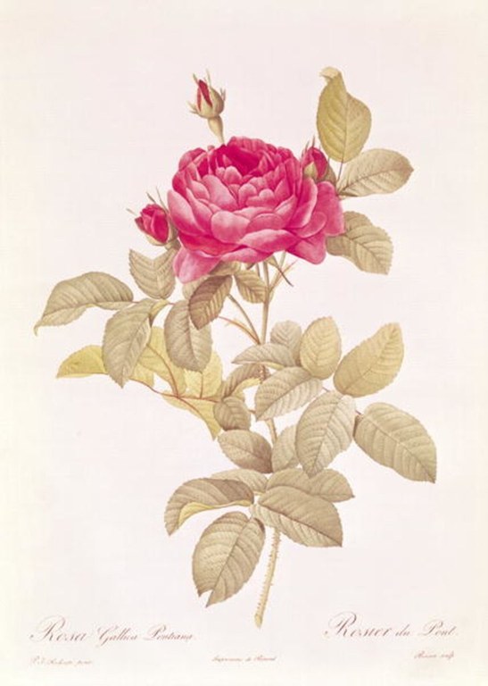 Rosa Gallica Pontiana image